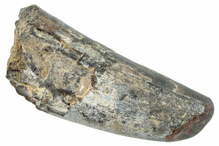 Dinosaur-Eating Crocodile (Sarcosuchus) Tooth #282080